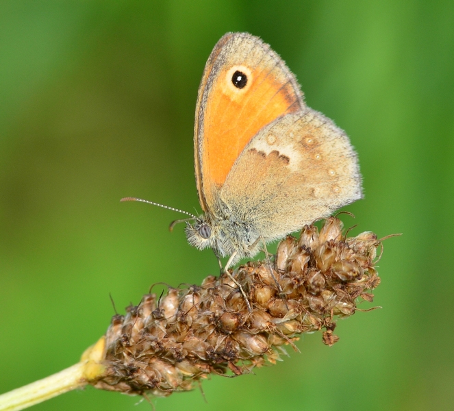 Coenonympha da Id.